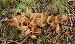 Attēlu rezultāti vaicājumam “Otidea leporina”