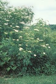 Attēlu rezultāti vaicājumam “Sambucus nigra”