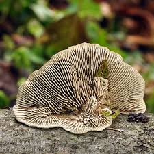 Attēlu rezultāti vaicājumam “Lenzites betulina”