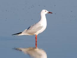 Image result for Chroicocephalus genei