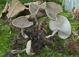 Attēlu rezultāti vaicājumam “Helvella macropus”