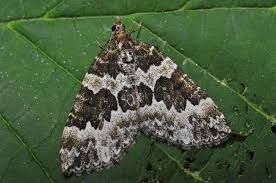 Attēlu rezultāti vaicājumam “Electrophaes corylata”