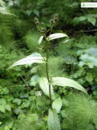 Attēlu rezultāti vaicājumam “Crepis tectorum fruit”