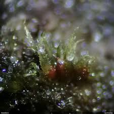 Attēlu rezultāti vaicājumam “Ephemerum serratum”