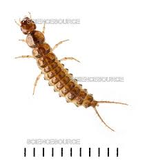 Attēlu rezultāti vaicājumam “Carabidae”