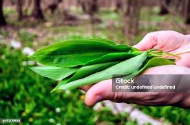 Attēlu rezultāti vaicājumam “Allium ursinum leaf”