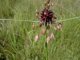 Attēlu rezultāti vaicājumam “Allium oleraceum”
