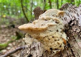 Attēlu rezultāti vaicājumam “Trametes gibbosa”