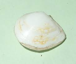 Attēlu rezultāti vaicājumam “Macoma baltica”