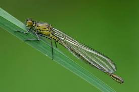 Attēlu rezultāti vaicājumam “Erythromma najas”