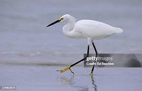 Image result for Egretta thula