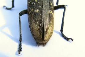 Attēlu rezultāti vaicājumam “Monochamus urussovi”