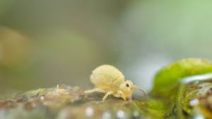 Attēlu rezultāti vaicājumam “Symphypleona”