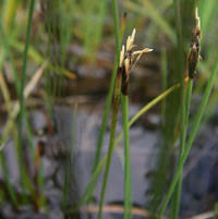 Attēlu rezultāti vaicājumam “Schoenus ferrugineus fruit”