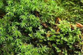 Attēlu rezultāti vaicājumam “Rhizomnium punctatum sporophyte”