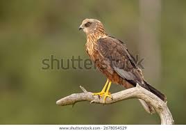 Attēlu rezultāti vaicājumam “Circus aeruginosus adult”