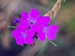 Image result for Dianthus carthusianorum