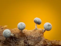 Attēlu rezultāti vaicājumam “Physarum penetrale stalked”