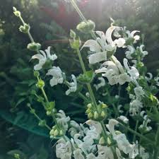 Attēlu rezultāti vaicājumam “Salvia verticillata”