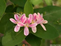 Attēlu rezultāti vaicājumam “Lonicera tatarica”