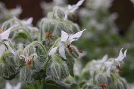 Image result for Borago officinalis