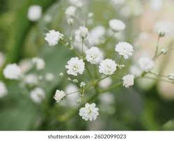 Attēlu rezultāti vaicājumam “Gypsophila paniculata leaf”