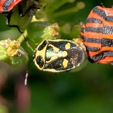 Attēlu rezultāti vaicājumam “Eurydema oleracea imago”