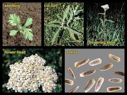 Attēlu rezultāti vaicājumam “Achillea millefolium bud”