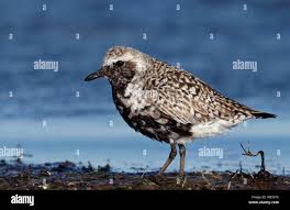 Attēlu rezultāti vaicājumam “Pluvialis squatarola”