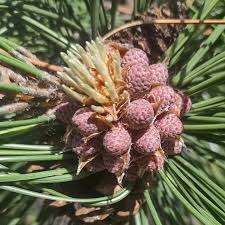 Attēlu rezultāti vaicājumam “Pinus sylvestris male flower”
