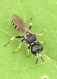Attēlu rezultāti vaicājumam “Crabronidae”