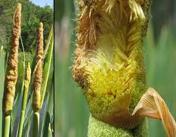 Attēlu rezultāti vaicājumam “Typha latifolia”