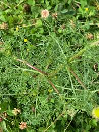 Attēlu rezultāti vaicājumam “Tripleurospermum inodorum”