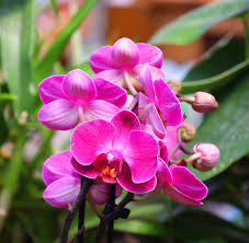 Attēlu rezultāti vaicājumam “Orchidaceae”