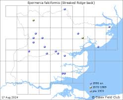 Attēlu rezultāti vaicājumam “Epermenia falciformis”