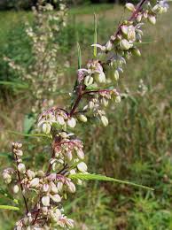 Attēlu rezultāti vaicājumam “Cannabis sativa”