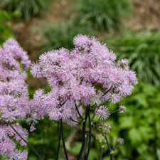 Attēlu rezultāti vaicājumam “Thalictrum”