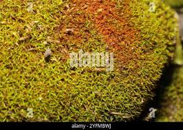 Attēlu rezultāti vaicājumam “Bryoerythrophyllum recurvirostrum sporophyte”