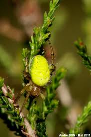 Attēlu rezultāti vaicājumam “Araniella male”