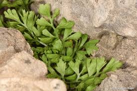 Attēlu rezultāti vaicājumam “Asplenium ruta-muraria”