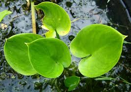 Attēlu rezultāti vaicājumam “Calla palustris leaf”