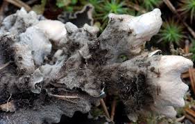 Attēlu rezultāti vaicājumam “Peltigera malacea”