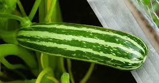 Image result for Zucchini