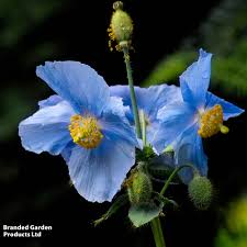 Image result for Meconopsis betonicifolia