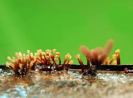 Attēlu rezultāti vaicājumam “Heterotrichia oerstedii (syn. Arcyria oerstedii) spores”