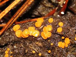 Attēlu rezultāti vaicājumam “Cheilymenia stercorea”