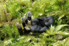 Attēlu rezultāti vaicājumam “Holwaya mucida”