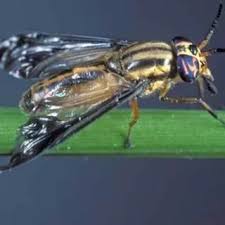 Attēlu rezultāti vaicājumam “Tabanidae”