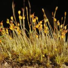 Attēlu rezultāti vaicājumam “Dicranella staphylina”