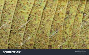 Attēlu rezultāti vaicājumam “Coleosporium sp.”